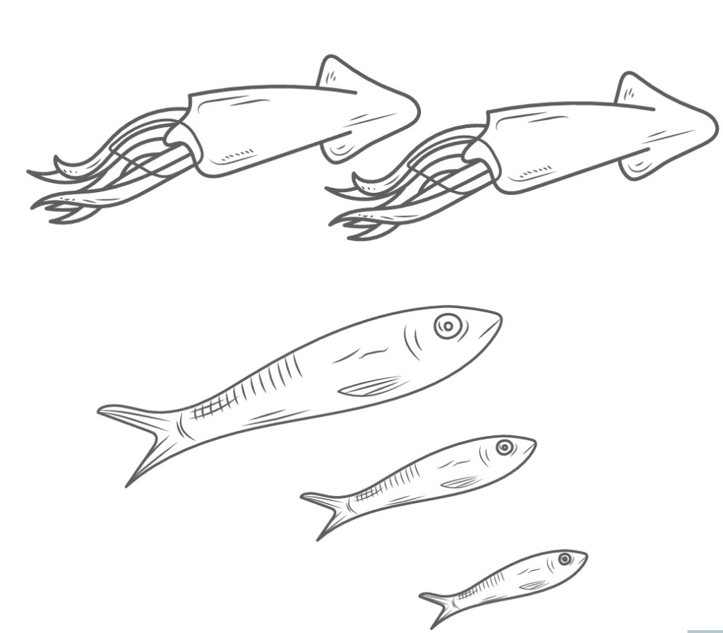 Illustration of 2 squids and 3 fishes